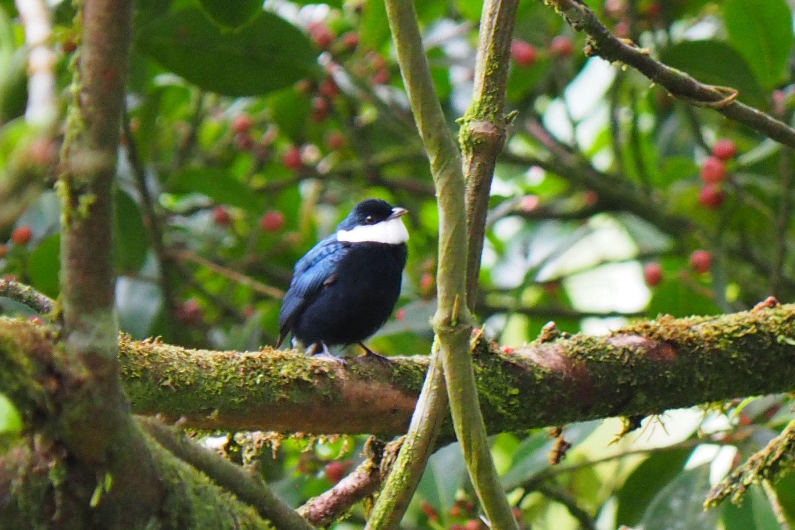 image White-ruffed Manakin